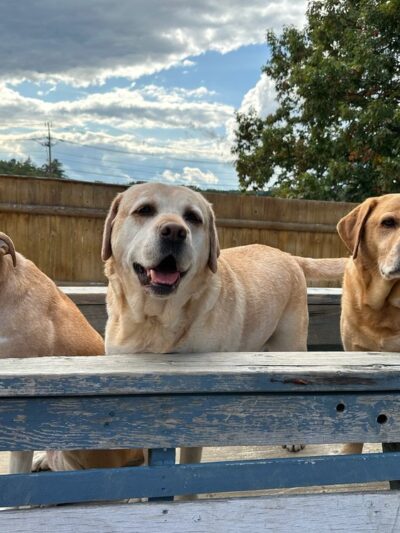 Manilow's Canine Playground - Devens, MA