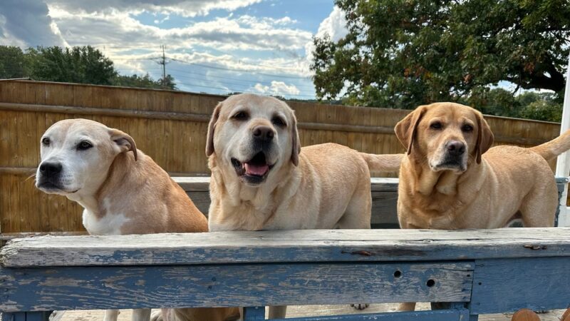 Manilow's Canine Playground - Devens, MA