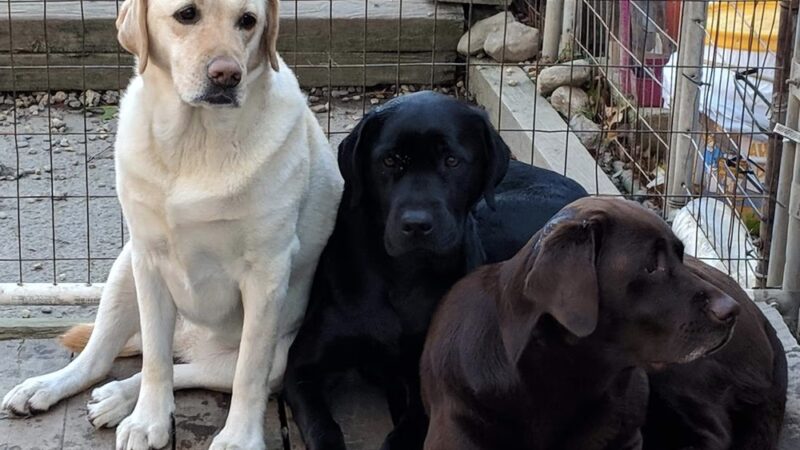 Manilow's Canine Playground - Devens, MA