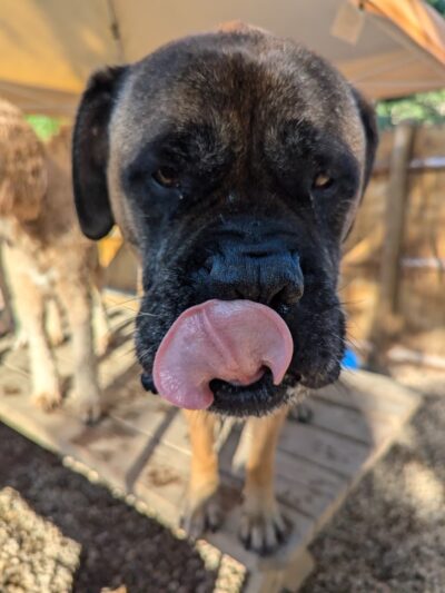 Manilow's Canine Playground - Devens, MA