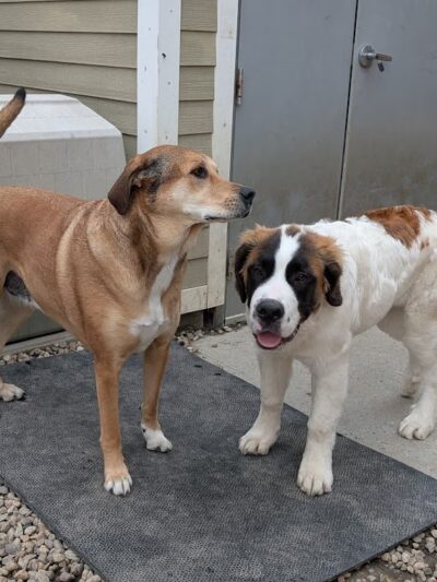 Manilow's Canine Playground - Devens, MA