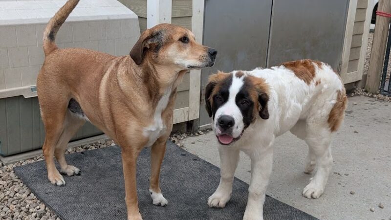 Manilow's Canine Playground - Devens, MA