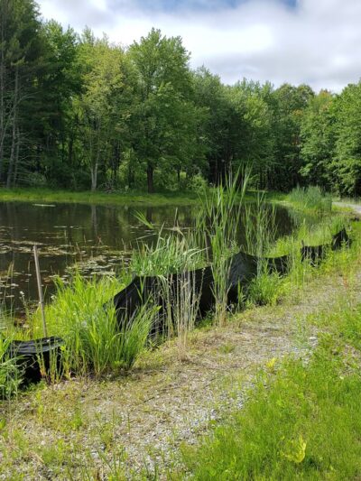 Oxbow Wildlife Refuge - Devens, MA