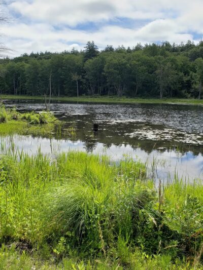 Oxbow Wildlife Refuge - Devens, MA