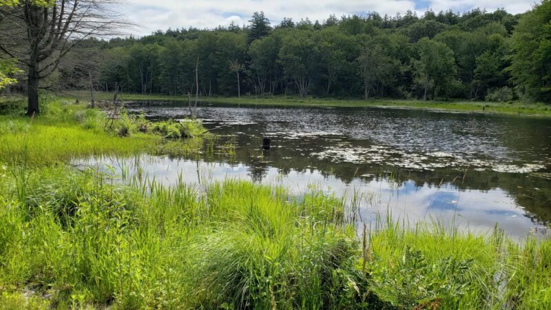 Oxbow Wildlife Refuge - Devens, MA
