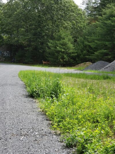 Oxbow Wildlife Refuge - Devens, MA