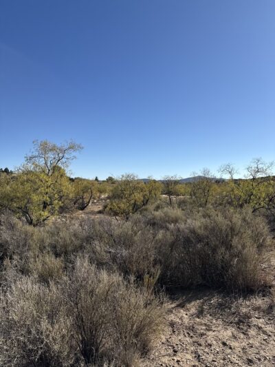 Country Club Dog Park - Dewey, AZ