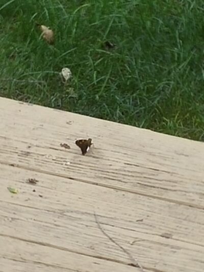 Ashindel Park - DeWitt, IA