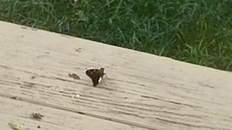 Ashindel Park - DeWitt, IA