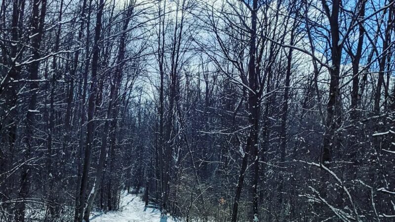 Padgett Dog Park - DeWitt, MI