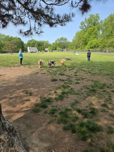 Padgett Dog Park - DeWitt, MI