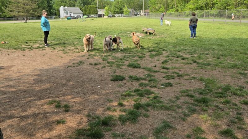 Padgett Dog Park - DeWitt, MI