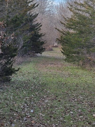 Mapleleaf Pathway - Diagonal, IA
