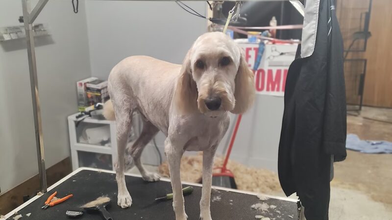 Bark 'N' Park - Dixon, MO