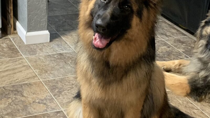 Bark 'N' Park - Dixon, MO