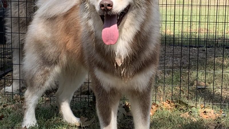 Bark 'N' Park - Dixon, MO