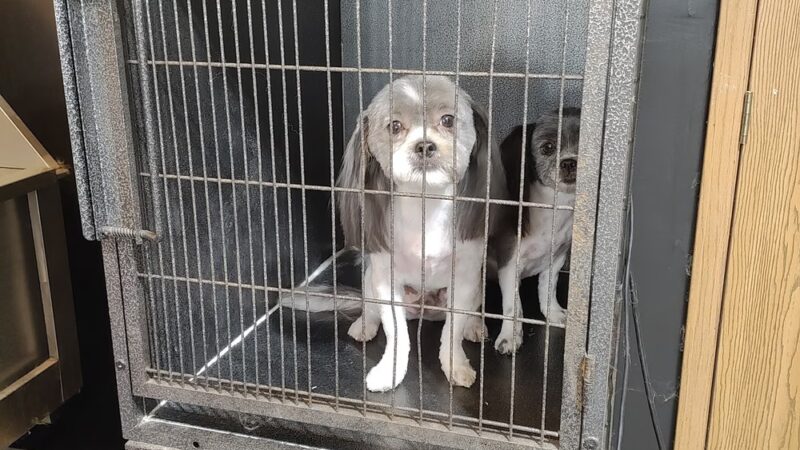 Bark 'N' Park - Dixon, MO