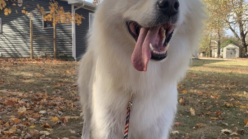 Bark 'N' Park - Dixon, MO