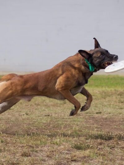 Do Good Dog Training - ,