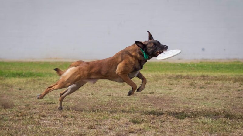 Do Good Dog Training - ,