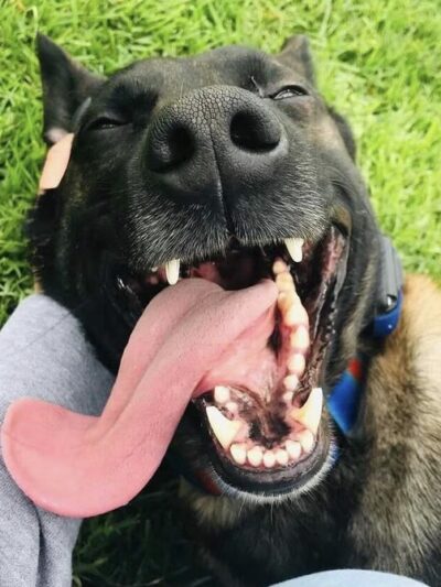 Do Good Dog Training - ,