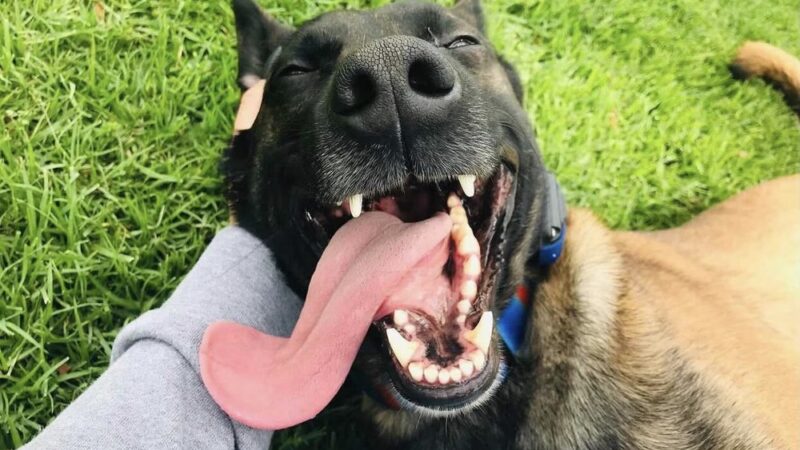 Do Good Dog Training - ,