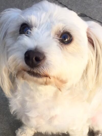 Do Good Dog Training - ,