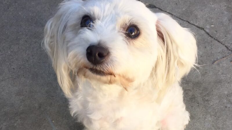 Do Good Dog Training - ,
