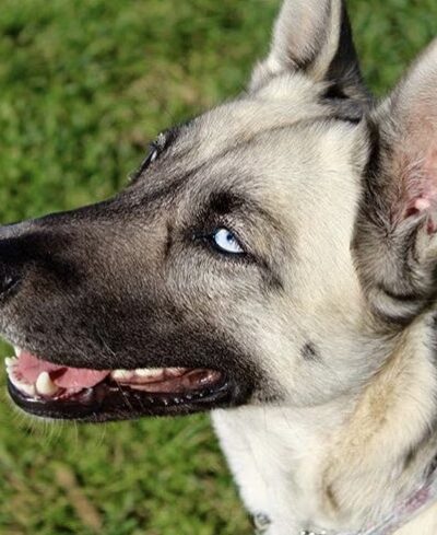 Do Good Dog Training - ,