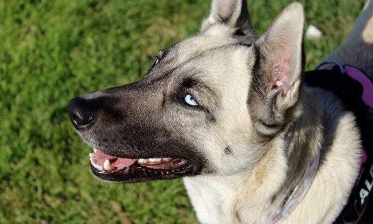 Do Good Dog Training - ,