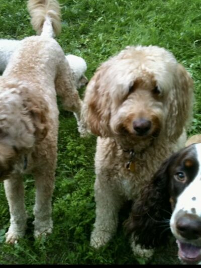 Dog Boarding with a Family Abington PA - ,