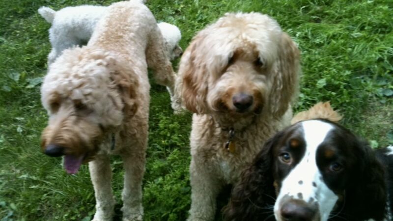 Dog Boarding with a Family Abington PA - ,