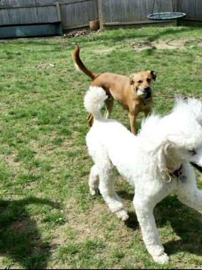Dog Boarding with a Family Abington PA - ,