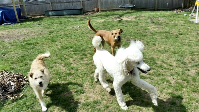 Dog Boarding with a Family Abington PA - ,