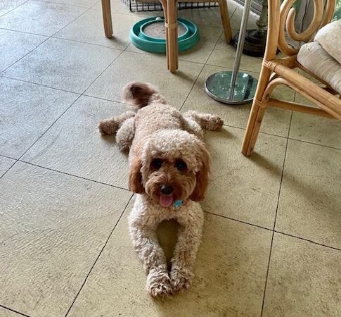 Dog Boarding with a Family Abington PA - ,