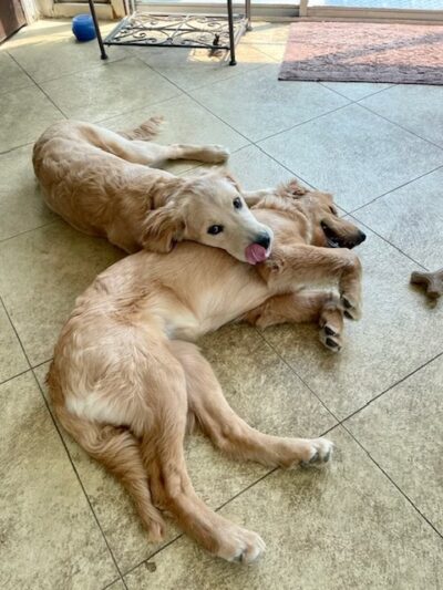 Dog Boarding with a Family Abington PA - ,