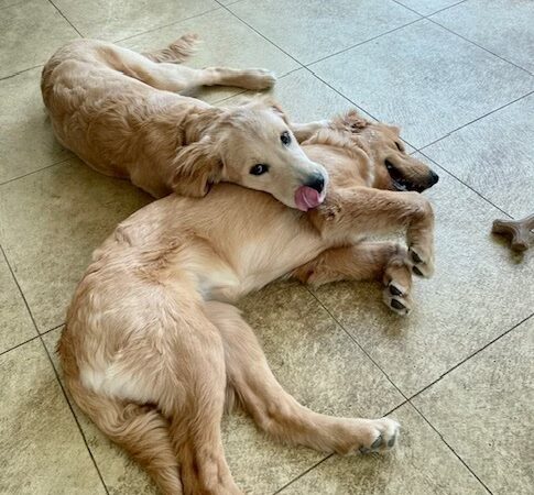 Dog Boarding with a Family Abington PA - ,