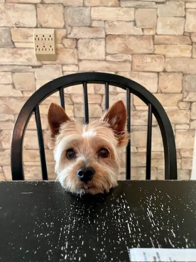 Dog Boarding with a Family Abington PA - ,