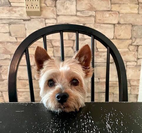 Dog Boarding with a Family Abington PA - ,