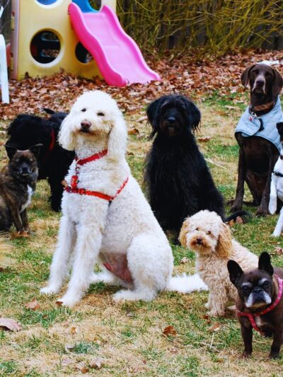 Dog Gone Walking LLC (Main Line and Havertown, PA), Ilene Wellner - ,