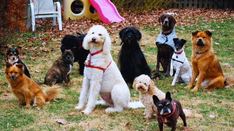 Dog Gone Walking LLC (Main Line and Havertown, PA), Ilene Wellner - ,