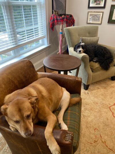 Dog Gone Walking LLC (Main Line and Havertown, PA), Ilene Wellner - ,