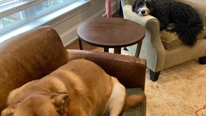 Dog Gone Walking LLC (Main Line and Havertown, PA), Ilene Wellner - ,