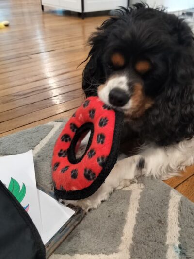Dog Gone Walking LLC (Main Line and Havertown, PA), Ilene Wellner - ,