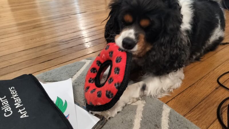 Dog Gone Walking LLC (Main Line and Havertown, PA), Ilene Wellner - ,
