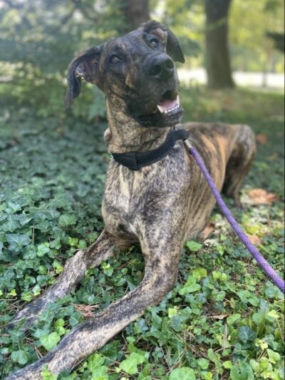 Dog Gone Walking LLC (Main Line and Havertown, PA), Ilene Wellner - ,