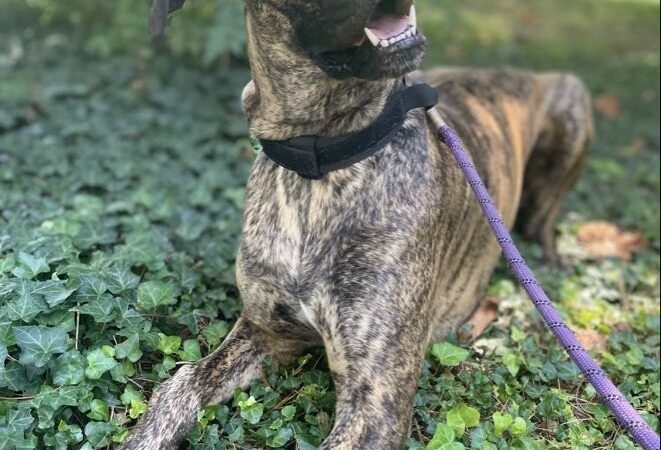Dog Gone Walking LLC (Main Line and Havertown, PA), Ilene Wellner - ,