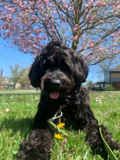 Doggone Lucky Pet Services - ,