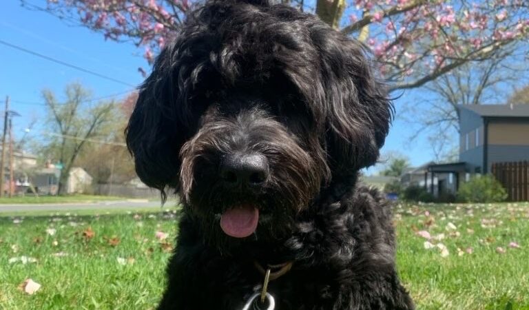 Doggone Lucky Pet Services - ,