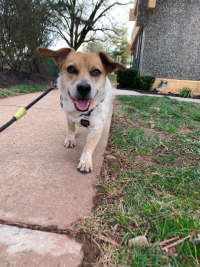 Doggone Lucky Pet Services - ,